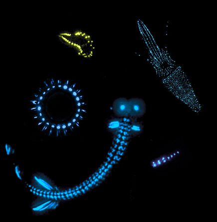 Glowing Sea Creatures