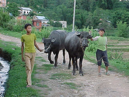 Bulls and Boys