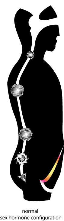 Normal sex hormone configuration