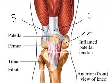 Knee tendons