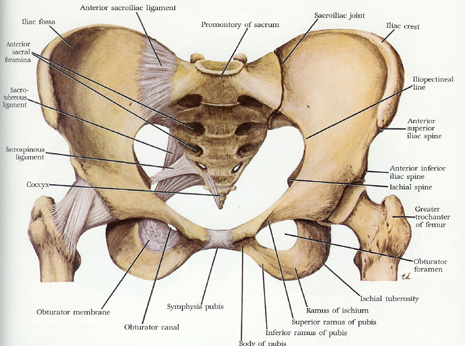 Sacrum