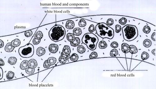 human blood and components