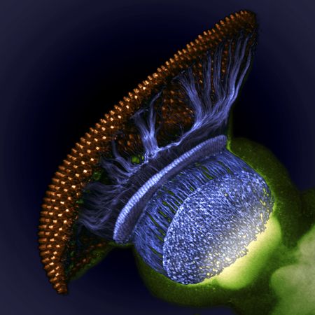 Eyes of an insect.