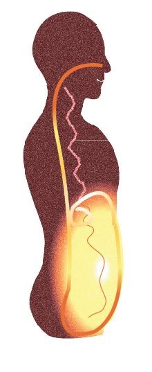 Infused energy looped around the sex organ complex and the navel complex