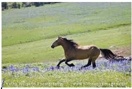 Horse without a harness