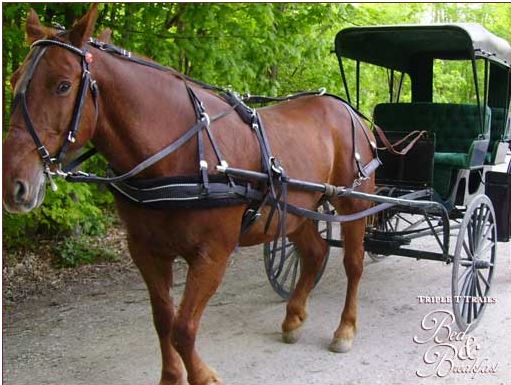 Horse with a harness