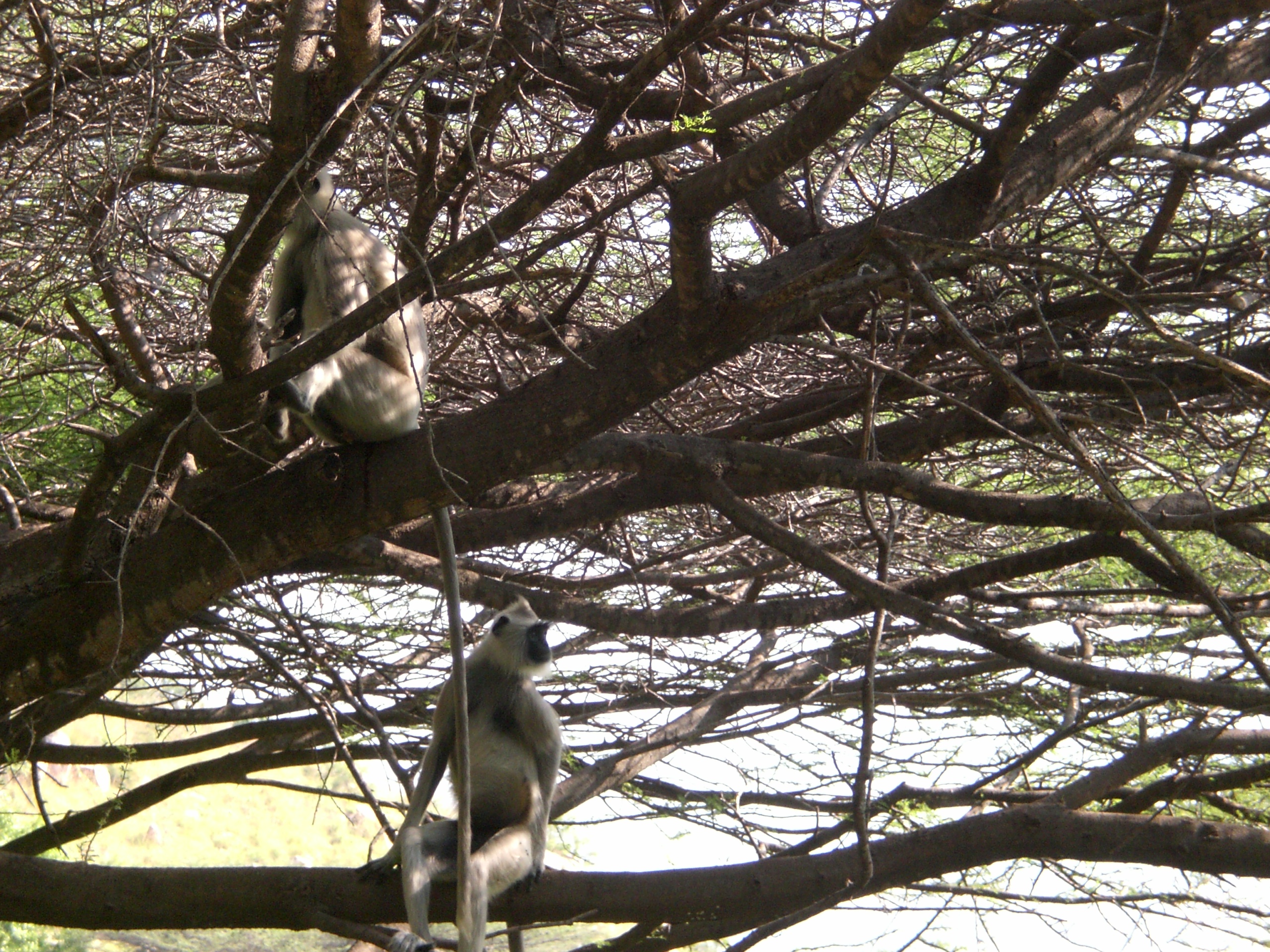Langur monkeys in dream