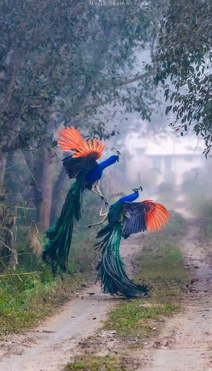 Peacocks Fighting