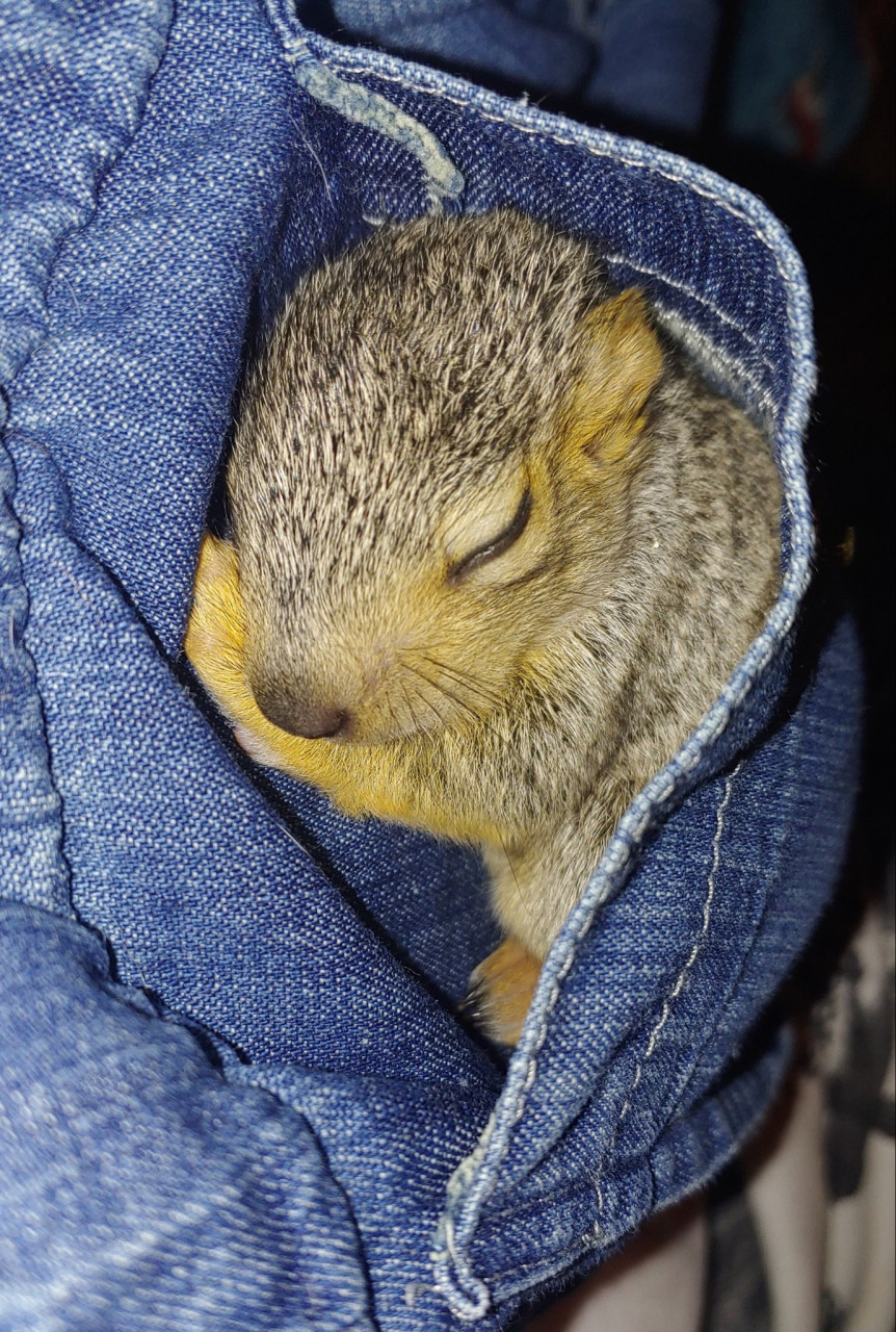 fallen baby squirrel