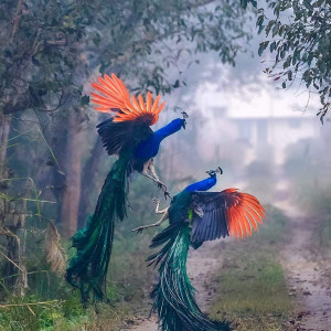 Peacocks Fighting