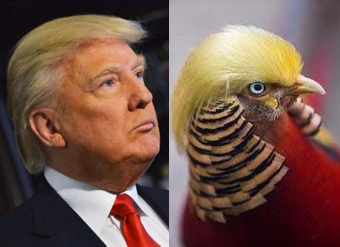 trump-hair-bird